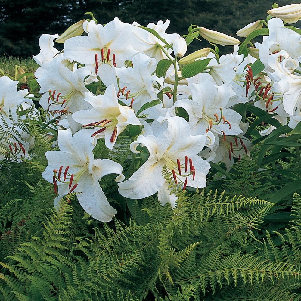 As Time Goes By Casa Blanca Lilies and Ferns
