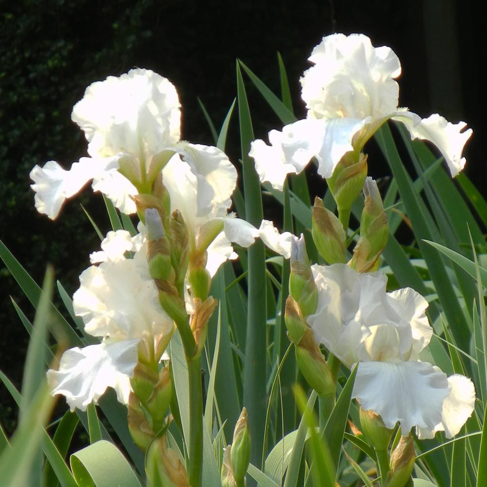 Reblooming Iris Immortality | White Flower Farm
