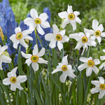  Narcissus poeticus var. recurvus