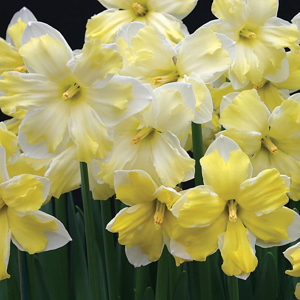 A Mix of Butterfly Daffodils White Flower Farm