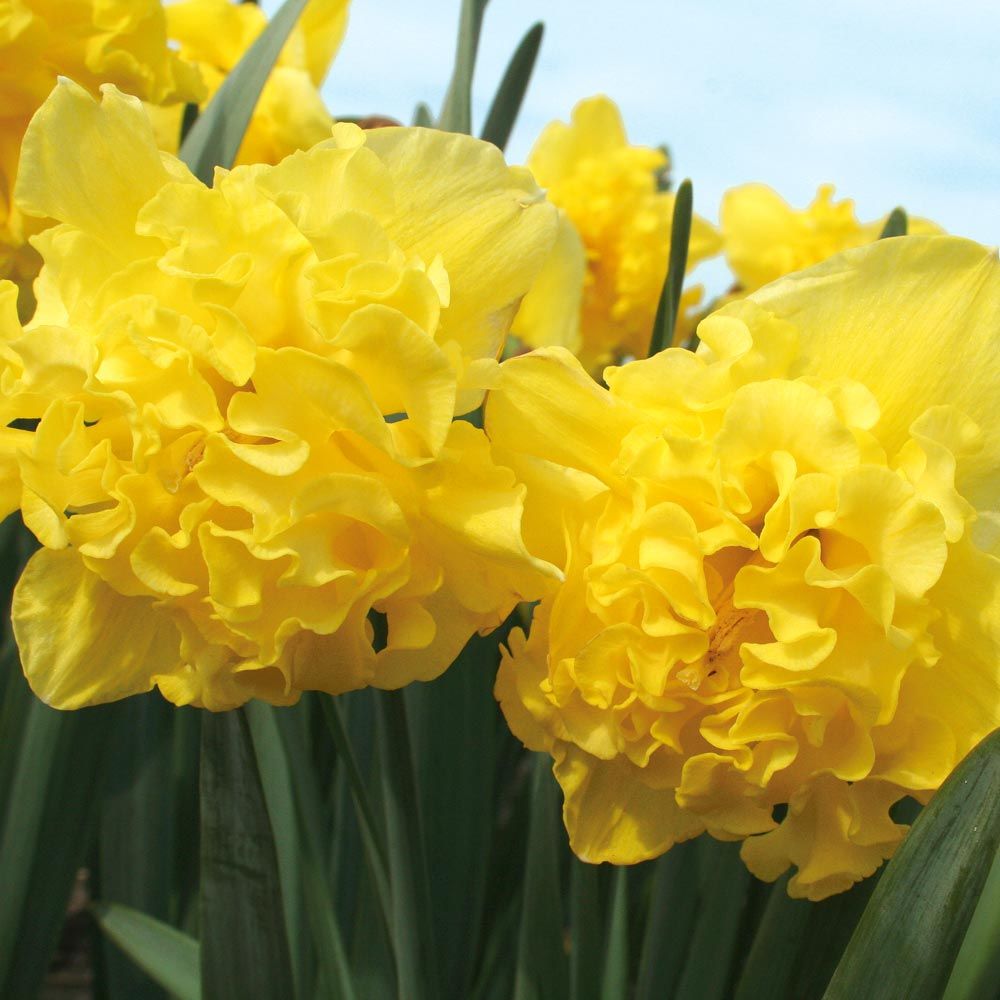 A Mix of Butterfly Daffodils White Flower Farm
