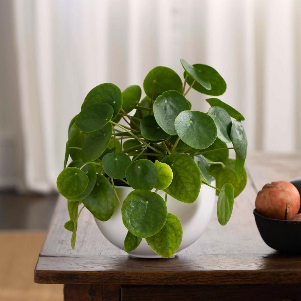 Fiberstone Bowl