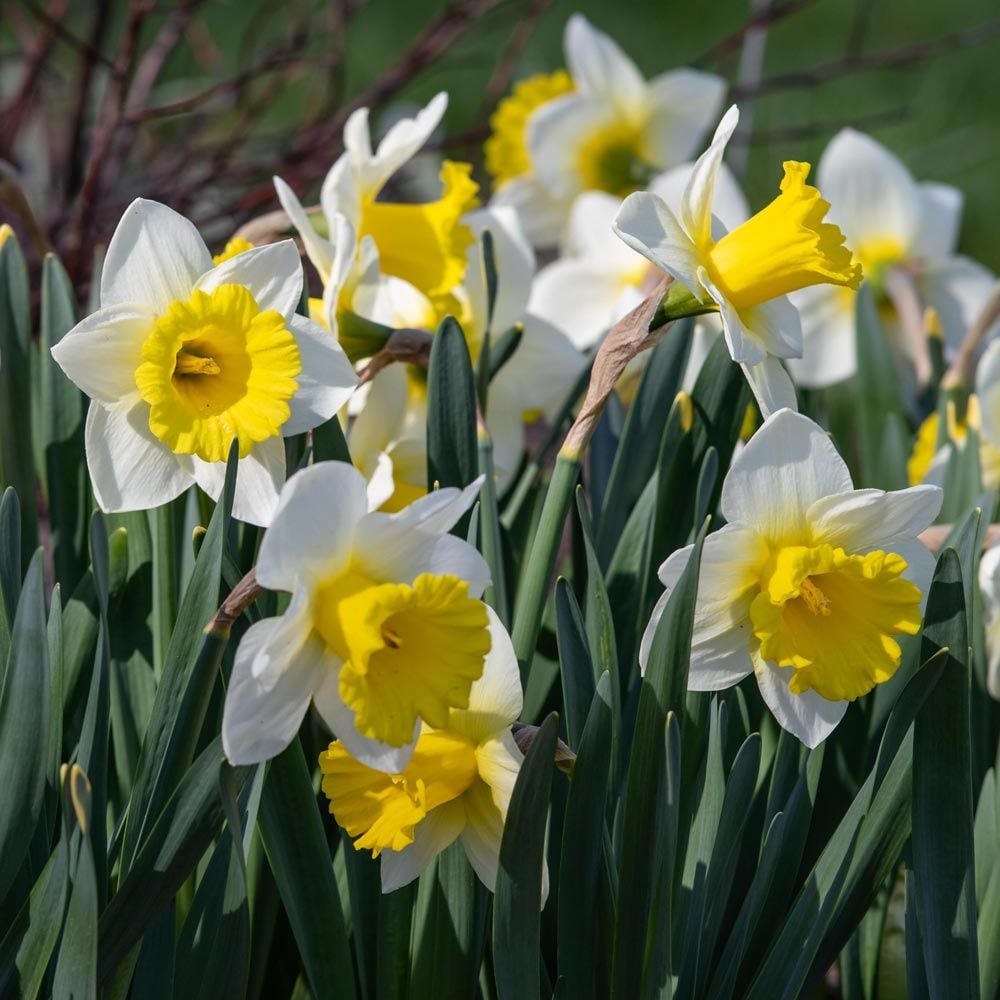 Narcissus 'Cornish King'