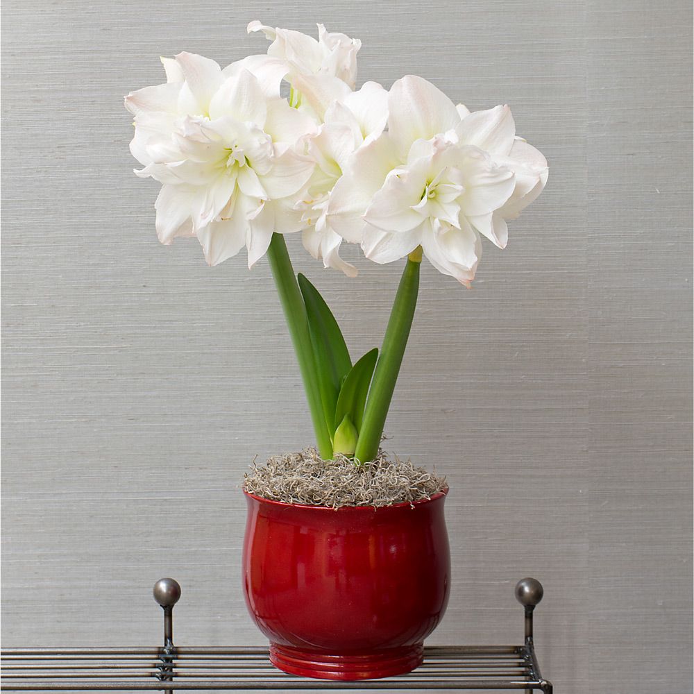 Amaryllis Arctic Nymph, one bulb in 7" red foil cachepot | White Flower