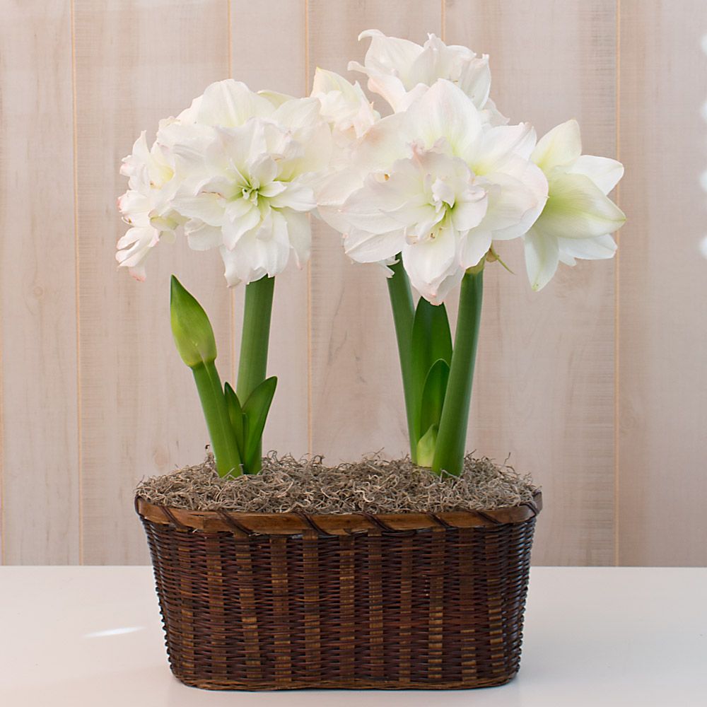 Amaryllis Arctic Nymph | White Flower Farm