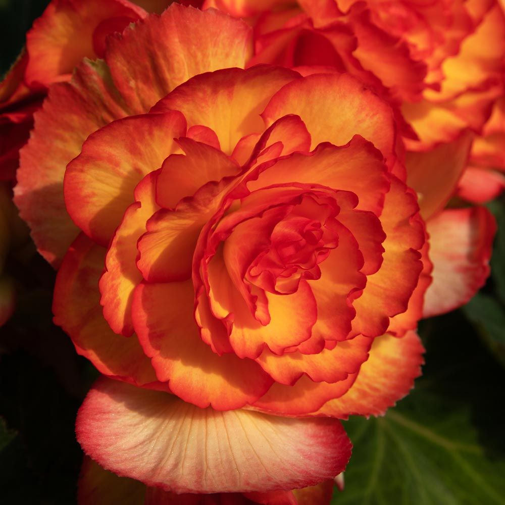 begonia party dress Begonia