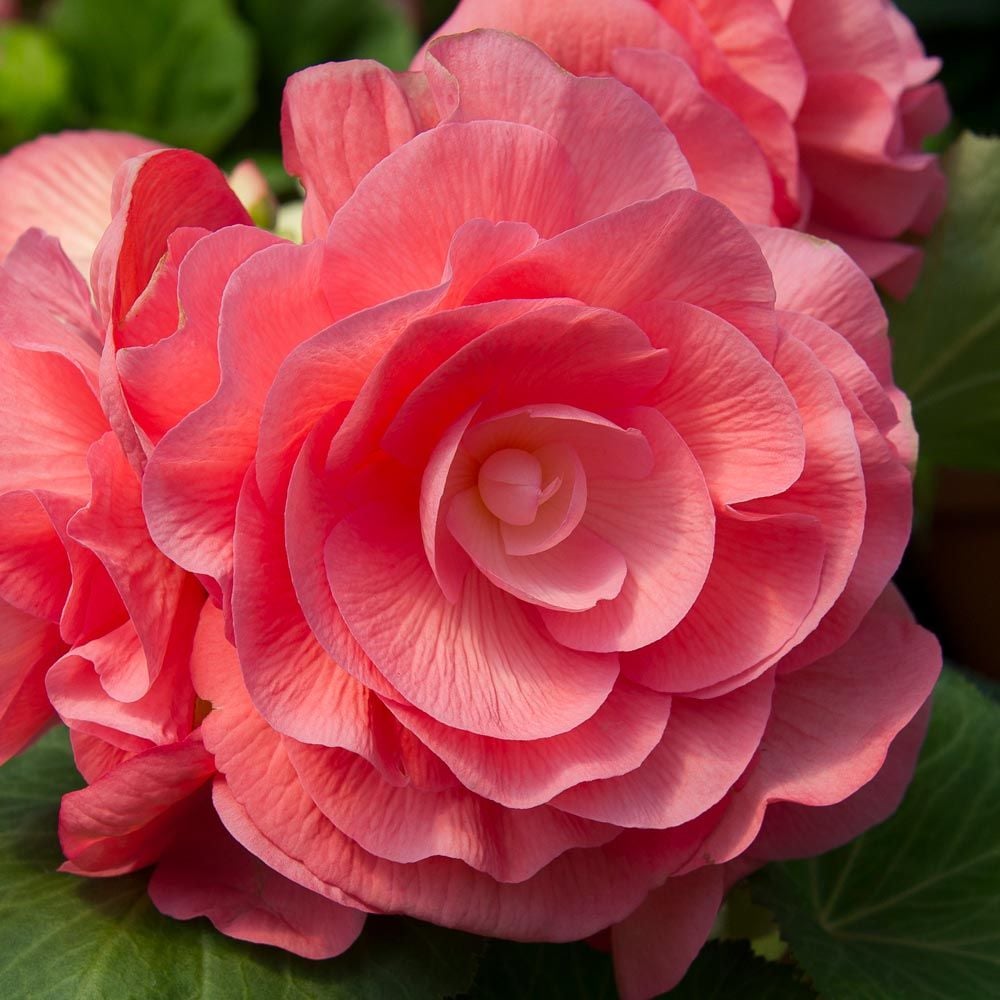 Begonia 'Sweet Dreams' Blackmore & Langdon