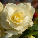  Begonia 'Whispers' Blackmore & Langdon