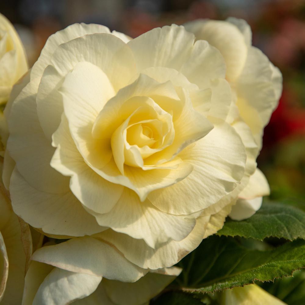 Begonia 'Whispers' Blackmore & Langdon