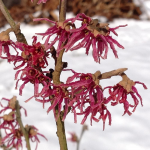  Hamamelis vernalis 'Amethyst'