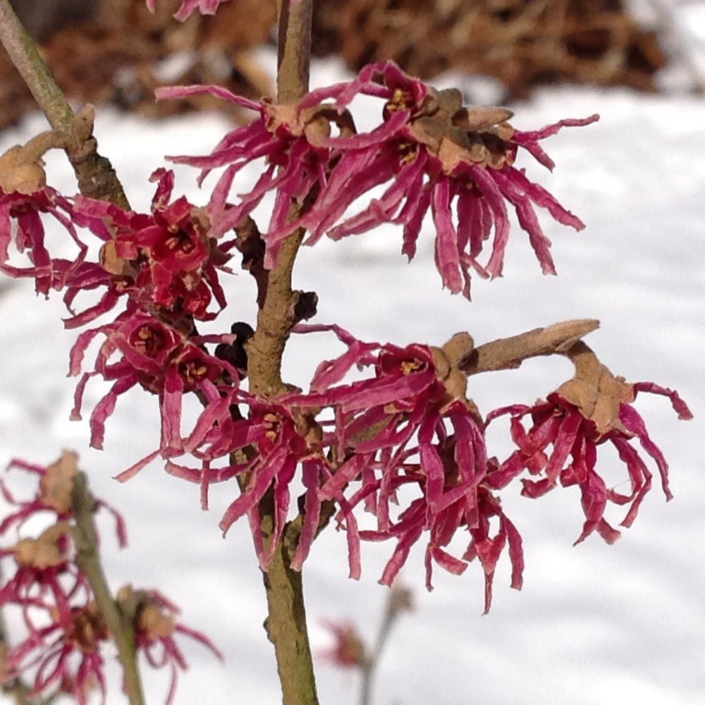 Hamamelis vernalis 'Amethyst'