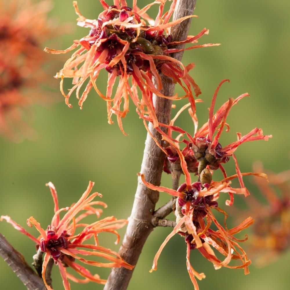 Hamamelis x intermedia 'Jelena