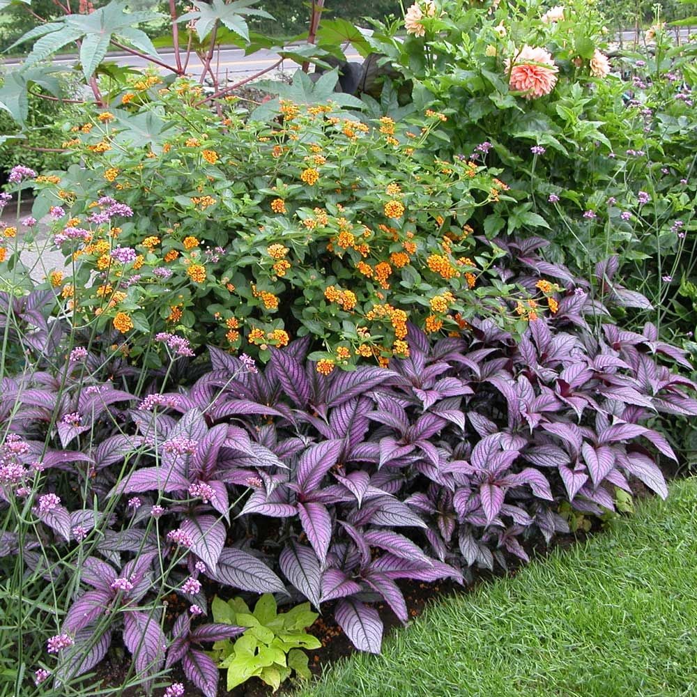 Persian Shield Plant Height