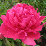  Peony 'Felix Supreme'