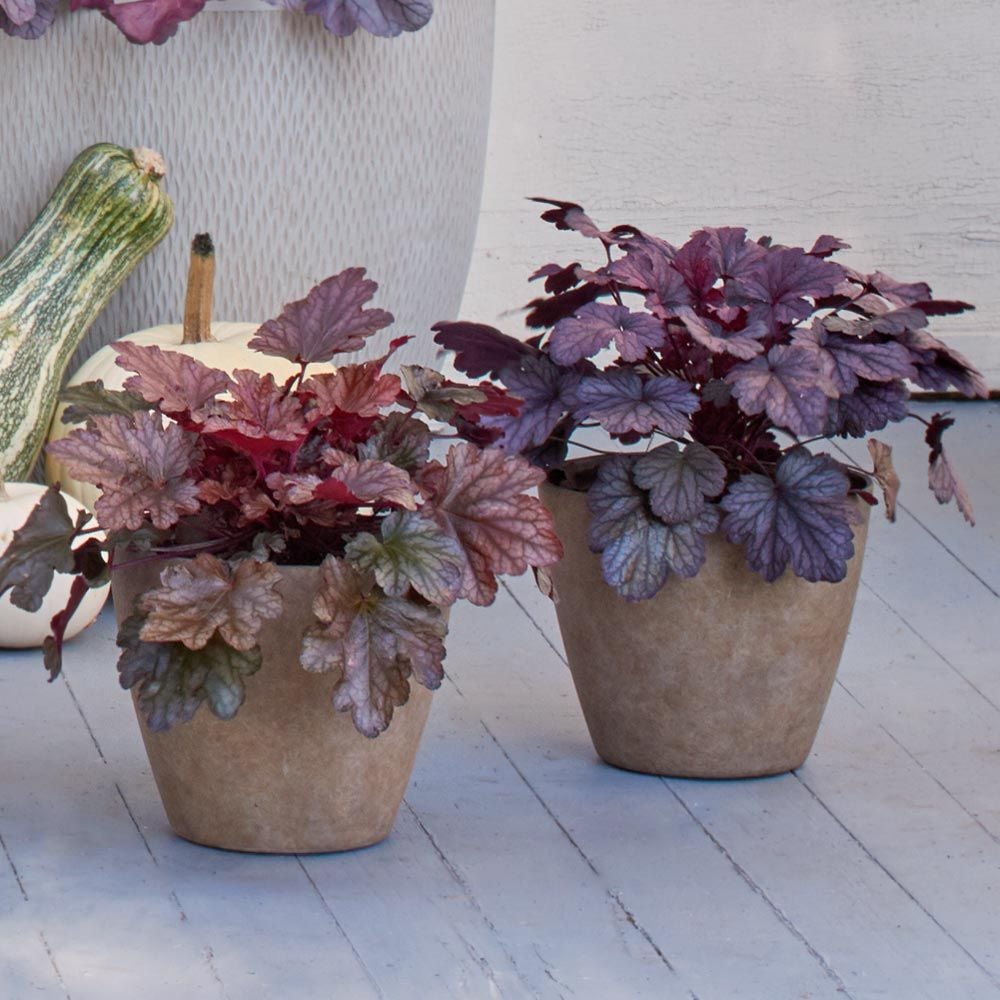 Fall Foliage Heuchera Duo