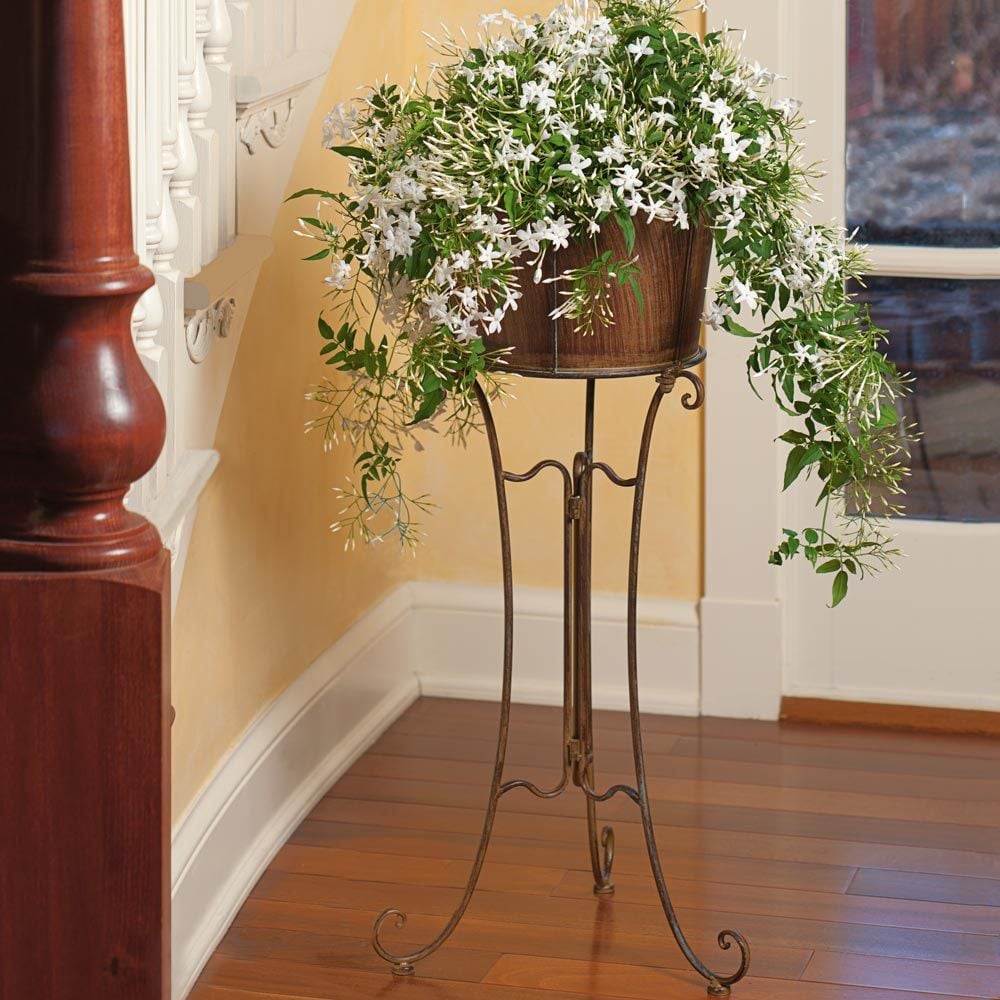 Jasmine in Filigree Plant Stand | White Flower Farm
