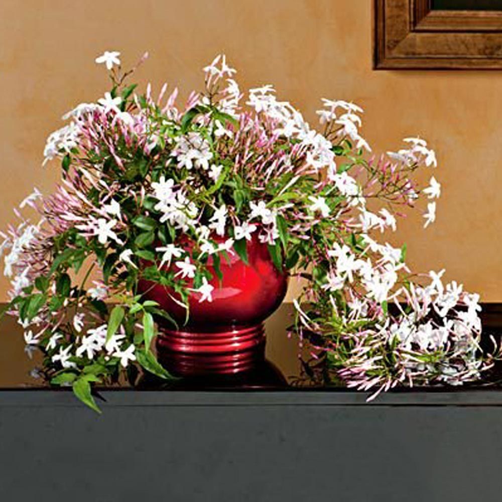 Jasmine Plant In Red Foil Pot Jasmine Flower White Flower Farm