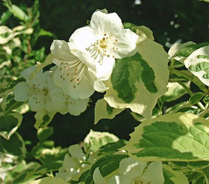 Philadelphus coronarius Icelandic™