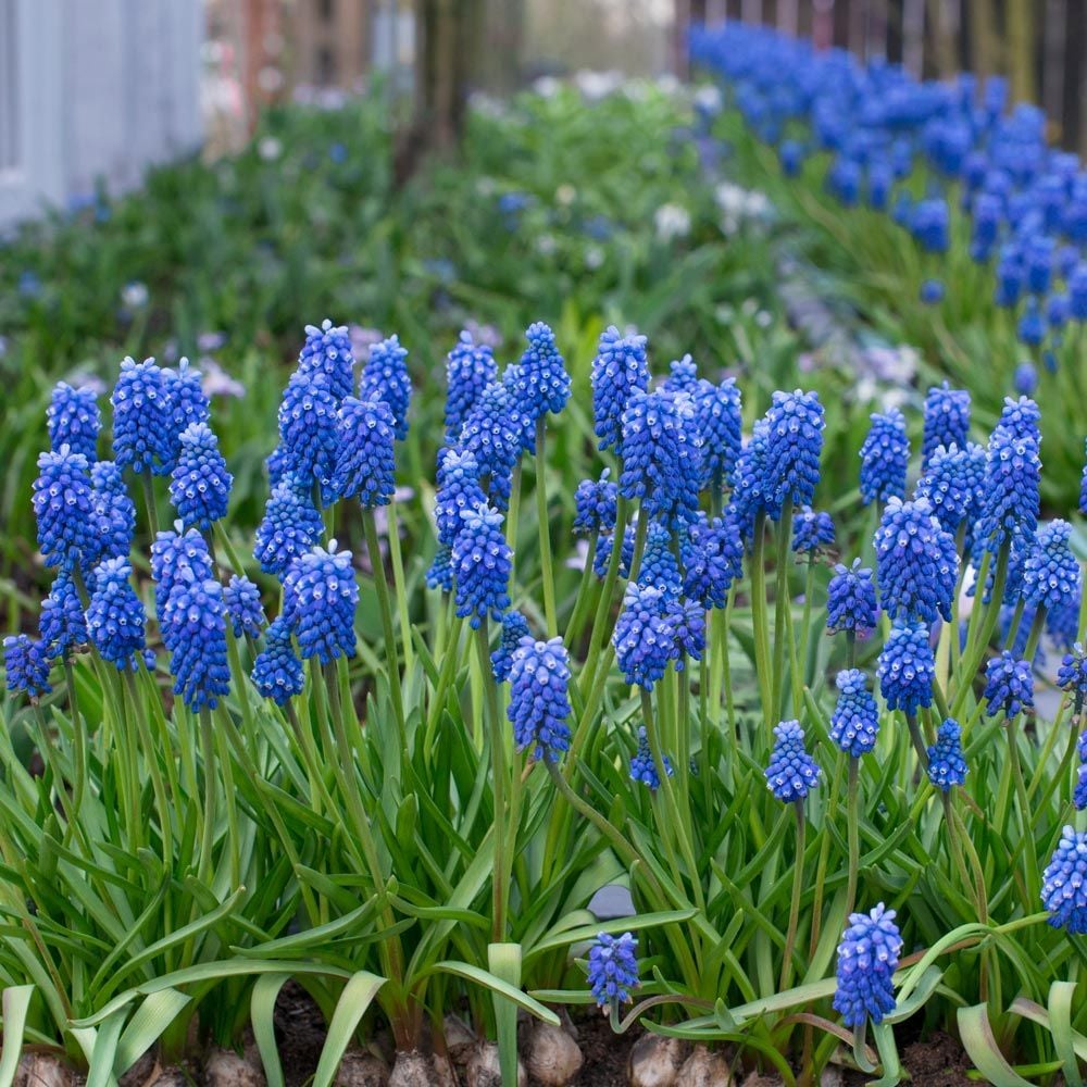 Muscari aucheri 'Blue Magic'