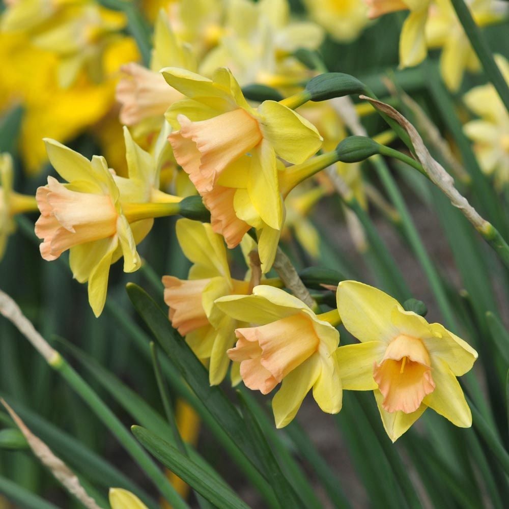 Narcissus 'Blushing Lady'