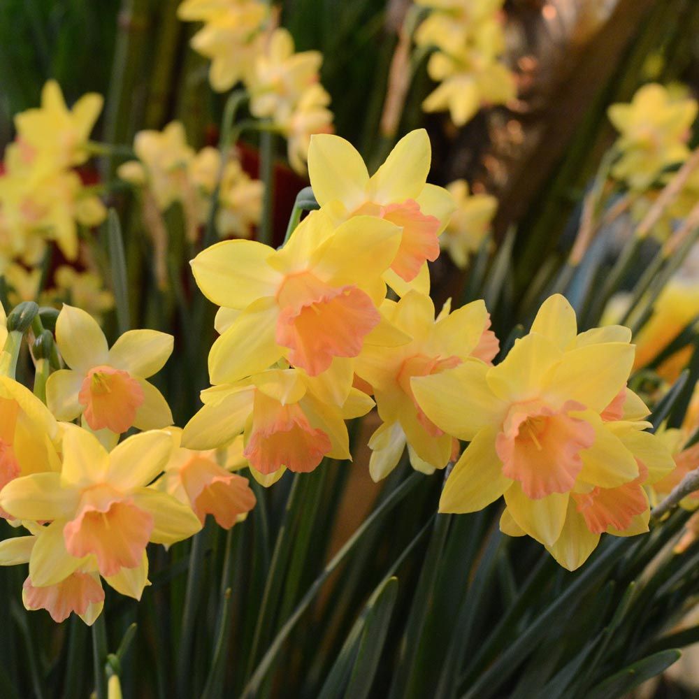 Narcissus 'Blushing Lady' White Flower Farm