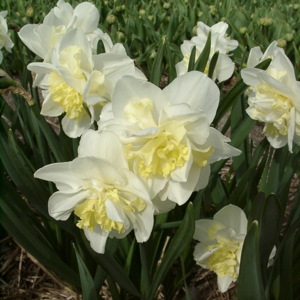 Narcissus 'Easter Born'