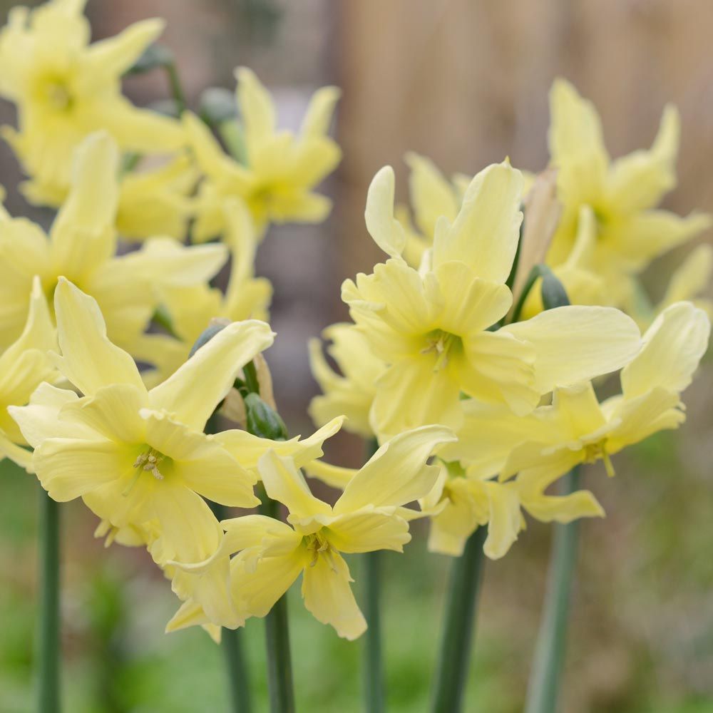 Narcissus 'Exotic Mystery'