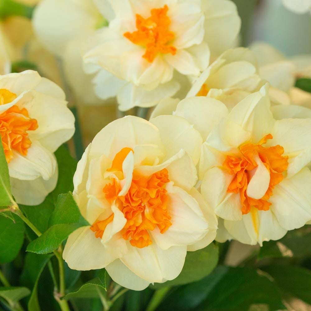 Narcissus 'Fragrant Spring'