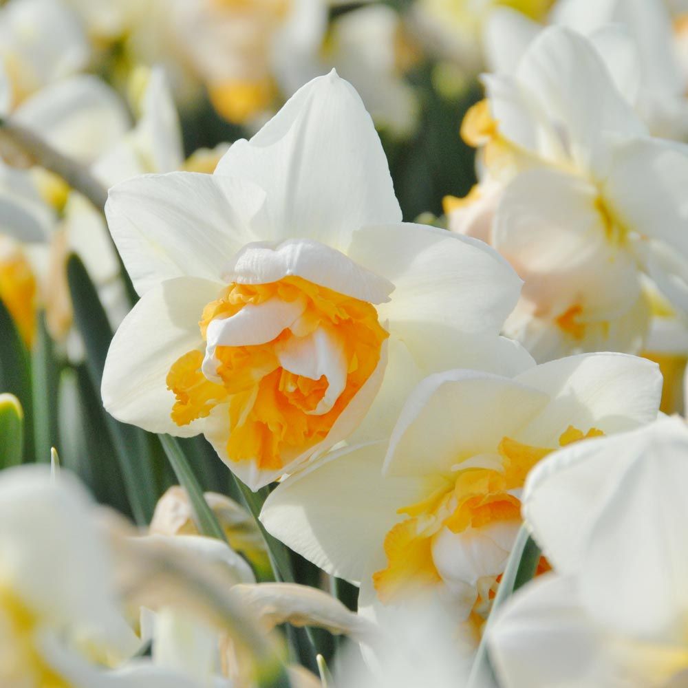 Narcissus 'Peach Prince'