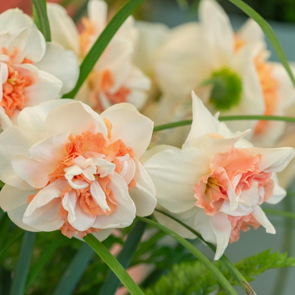 Narcissus 'Pink Paradise'