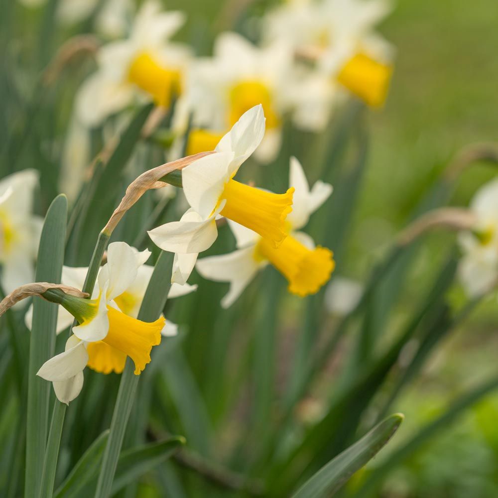 Narcissus 'Smiling Sun'