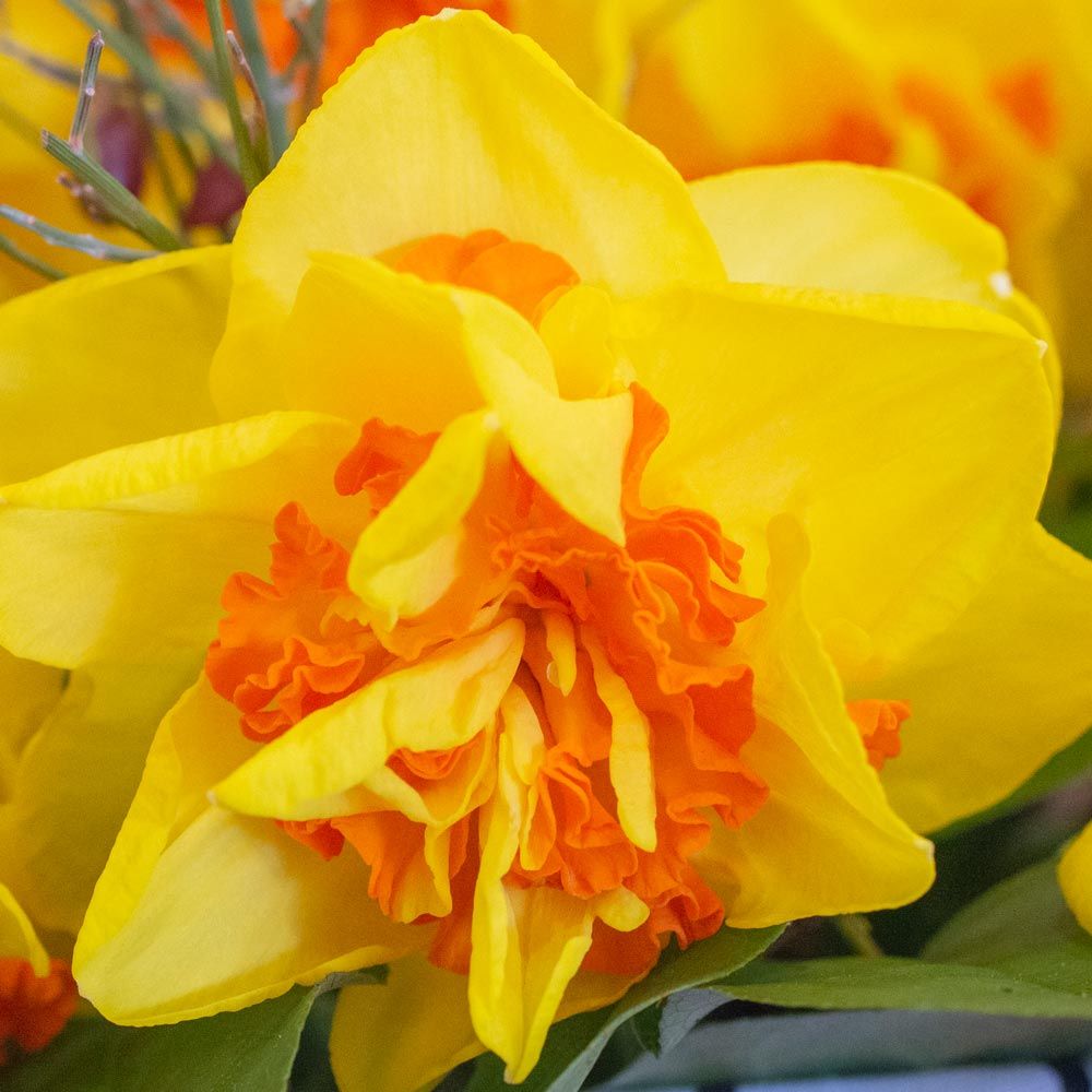 Narcissus 'Vulcanello'