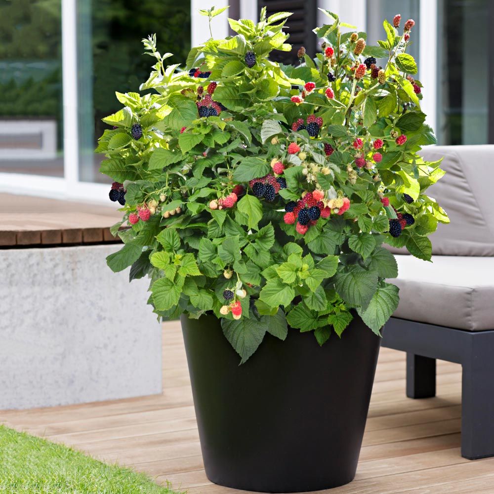 Blackberry Plants