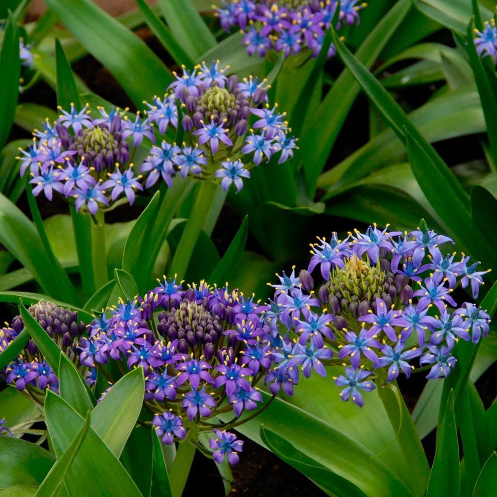 Scilla peruviana
