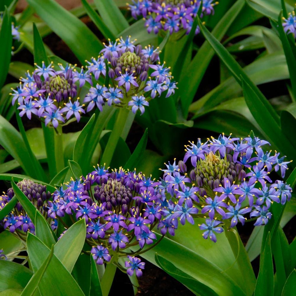 Scilla peruviana