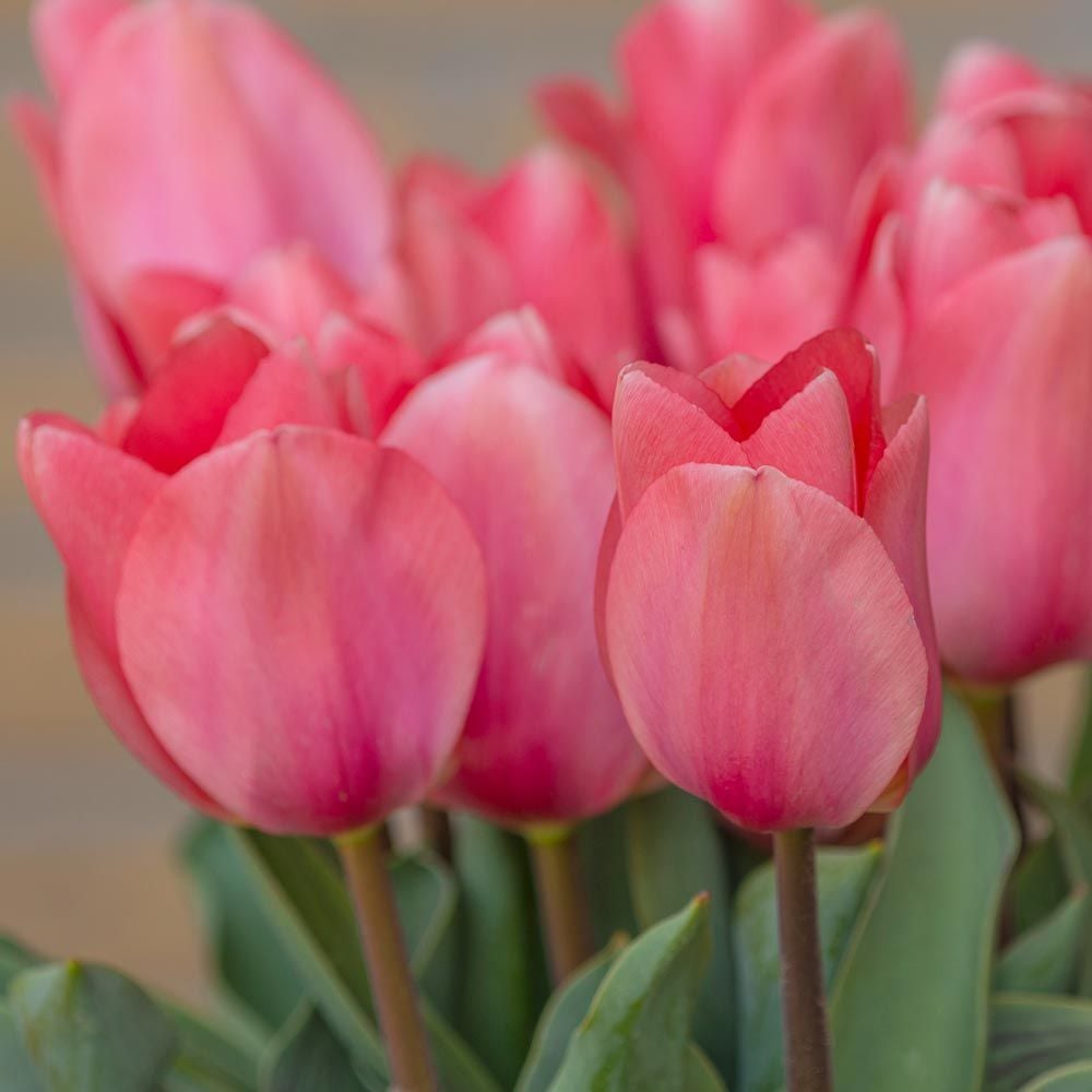 Tulip 'Christmas Pink'