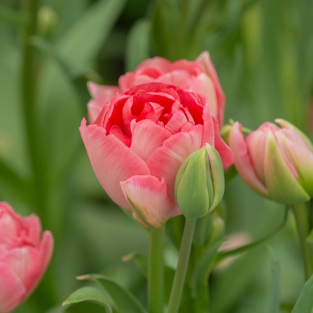 Tulip 'Princess Angélique'