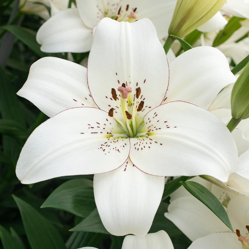 Lilium Eyeliner White Flower Farm
