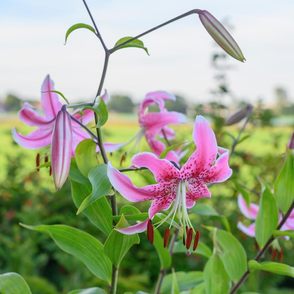 Lilium speciosum 'Uchida' | White Flower Farm
