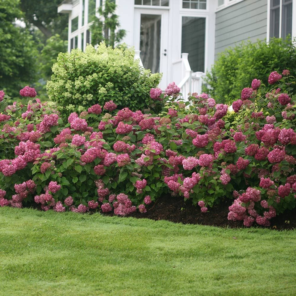 New Hydrangea Varieties White Flower Farm