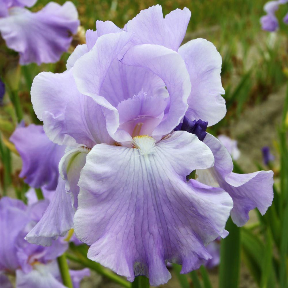 Fragrant Iris White Flower Farm