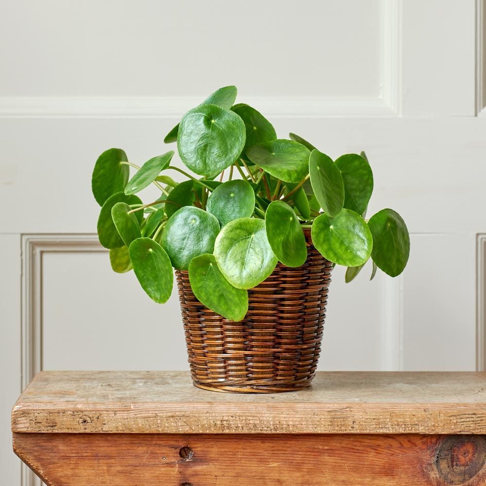 Pilea peperomioides