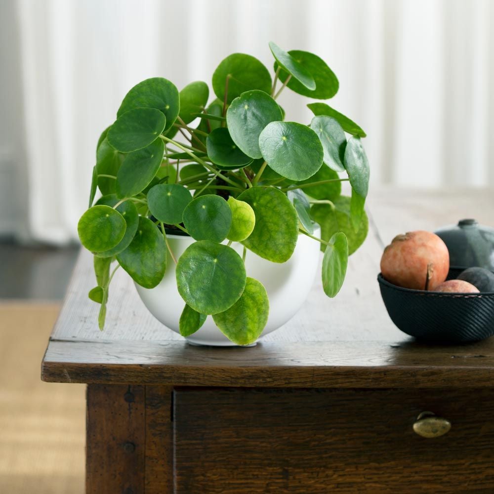 Pilea peperomioides | Flower Farm