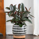  Burgundy Rubber Plant