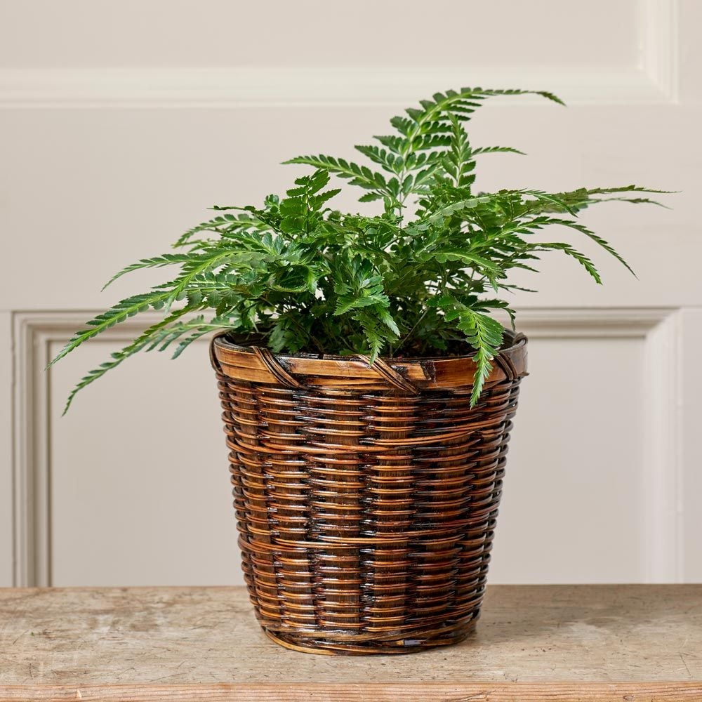 East Indian Holly Fern