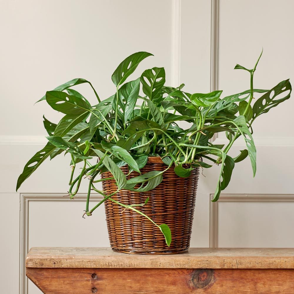 Monstera adansonii | White Flower Farm
