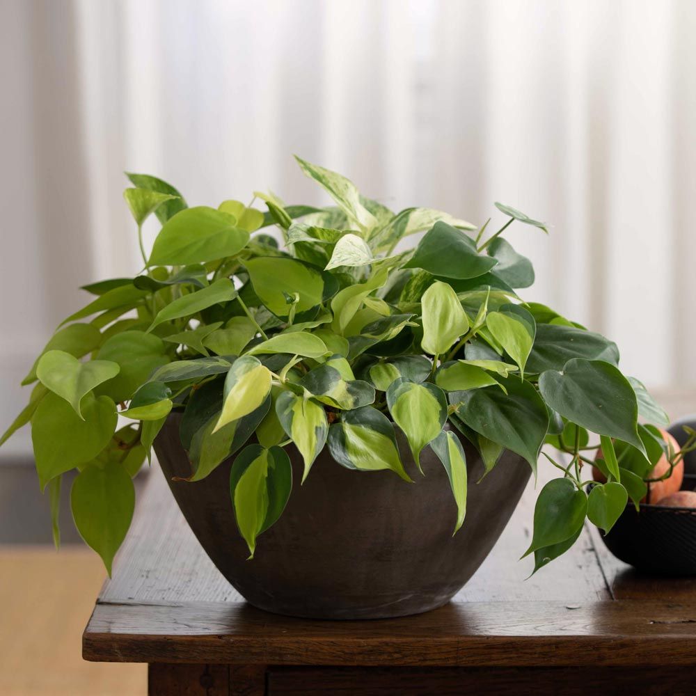 Elegant Foliage Bowl Kit White Flower Farm