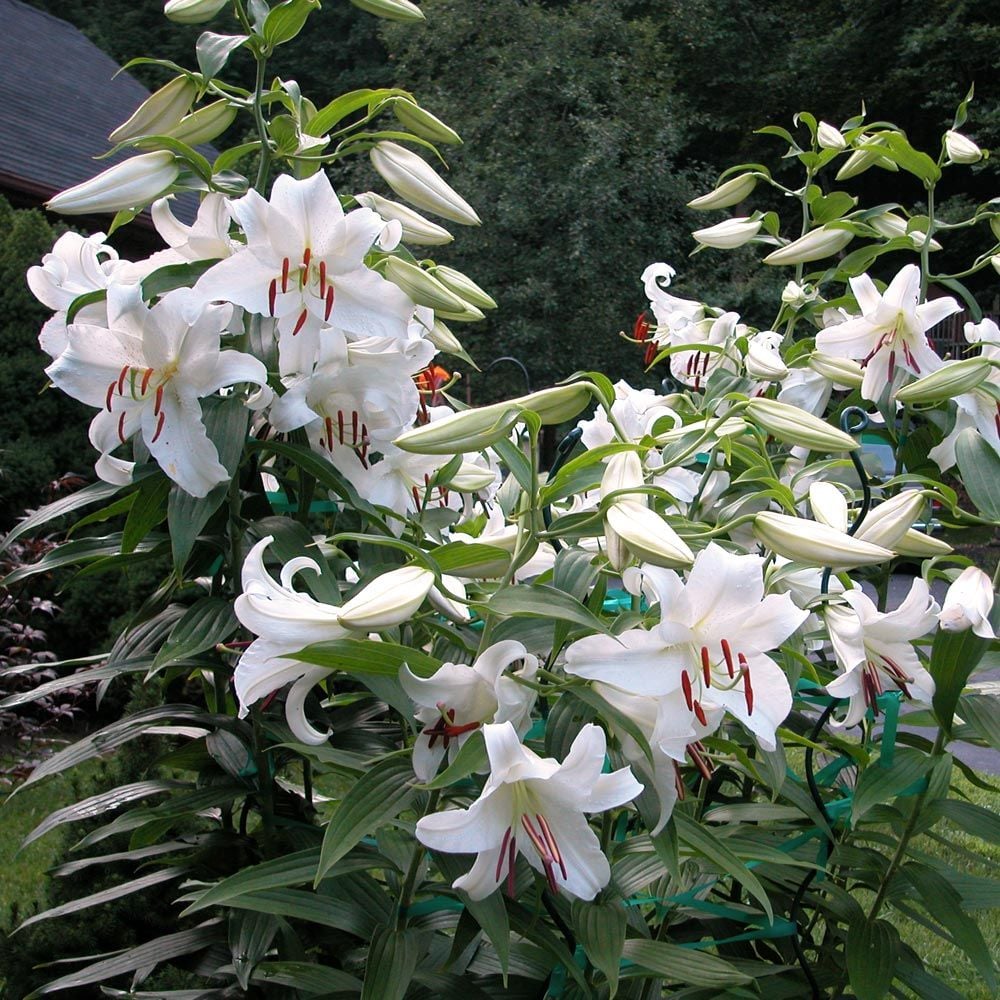 How Deep to Plant Casa Blanca Lillies 