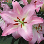  Lilium 'Pink Pearl'