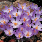  Crocus speciosus